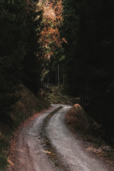 白天树间的灰色道路